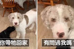 主人突然帶回一隻新小狗　獨生子愛犬傻眼「情緒全寫在臉上」