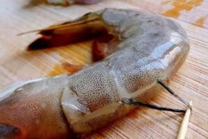 吃蝦到底吃不吃蝦頭，蝦黃是排洩物嗎？關於蝦頭，一次性說清楚