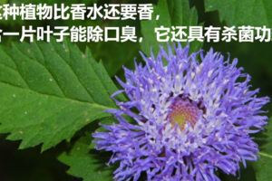 這種植物比香水還要香，含一片葉子能除口臭，它還具有殺菌功效