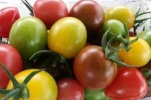 小番茄是轉基因食品，孕婦、老人都不能吃？其實營養比大番茄好