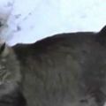 這隻流浪貓在零度以下的寒冷天氣堅持待在門外嚎叫，最後知道原因的人們都被牠感動了。