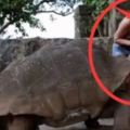 一遊客在動物園大膽的近距離給烏龜餵食，發生一幕令人感到很凜然