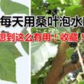 他堅持每天用桑葉泡水喝，沒想到這麼有用！收藏！