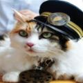 2月22日「貓之日」：日本人有多愛喵星人