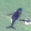 座頭鯨媽媽帶寶寶玩耍遇到麻煩，接下來座頭鯨寶寶的行為令人感動