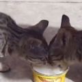 兩隻貓咪共享一碗牛奶，和諧的場面讓網友看到都大喊溫馨！