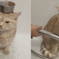 這隻小橘貓肉得扎實，連洗澡都不會「縮小」！