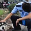 警察好心收留走失的雪橇犬，找到牠主人差點淚崩：「再不來領我們就要被吃垮了！」