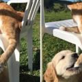 貓咪在曬太陽，小金毛竟對著貓爪就是一口咬下去！但橘貓之後的行動令網友全都看呆了...