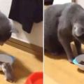 藍貓吃飯的時候，一隻倉鼠迷路跑進牠碗裡，貓咪：這是加餐嗎？