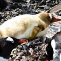 研究人員在南極發現從來沒見過的「金色企鵝」，看著它傻萌晃動的模樣整顆心都被融化成水了！