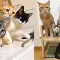 鏟屎官因沒有女兒可以給打扮，於是將家裡家裡5隻貓咪當作模特，網友看完照片全都被萌到尖叫！