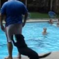 狗狗看到主人在泳池邊站著，悄悄的跑到身後，然後用力一蹬