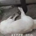 主人帶拉布拉多去動物園參觀大象，下一秒狗狗直接「裝死」在地