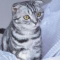 世界上10種最溫順聽話的貓咪，范冰冰家的貓排名第一
