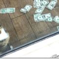 愛錢貓「每天搶路人的錢」！滿地鈔票除了買貓糧…牠還用在有意義的地方!