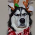 這絕對是有史以來，最討厭過聖誕節的狗子！