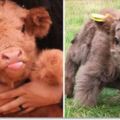 世界上最可愛！蘇格蘭高地牛...一賣萌起來網友全萌翻！！（附影片）