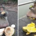 這隻泰國猴子的日常就是「吃遊客給的食物」，結果牠現在竟然痴肥到讓人超擔憂！