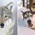 「最像狼的狗狗」竟然不是哈士奇！？科學家發布最新結果...網友笑瘋了！