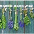 10種可能有助於降低高血壓的草藥