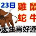 12月23日生肖運勢_雞、鼠、猴大吉