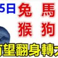 1月25日生肖運勢_兔、馬、虎大吉