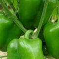 青椒中富含有維c，經常吃點青椒，會對身體有特別大的好處。常吃青椒的人，身體不會肥胖，
