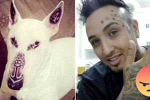 瘋狂刺青師「替自己家狗狗刺了5個刺青」還號稱能幫牠防癌，網友看了都爆氣把他罵到再也不能做人！