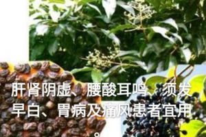 路邊最常見這種綠化樹，種子竟是補肝腎中藥，您肯定見過