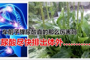 車前子降尿酸真的那麼厲害嗎？使尿酸盡快排出體外…………