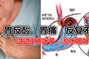 胃反酸、胃痛，反復不好，試試1種葉子，泡水喝好