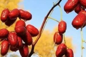你還在干吃紅棗嗎？看了它你會後悔！趕緊讓家裡人知道！