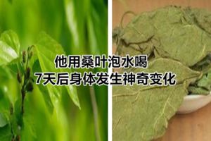他用桑葉泡水喝，7天後身體發生神奇變化
