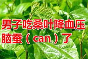 男子吃桑葉降血壓，腦蠶（can）了