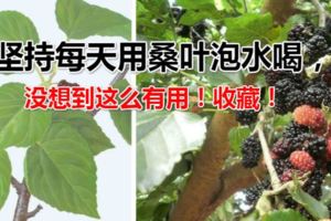 他堅持每天用桑葉泡水喝，沒想到這麼有用！收藏！