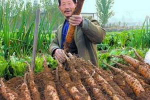 秋天，這「素4寶」一定要吃！比肉強多了