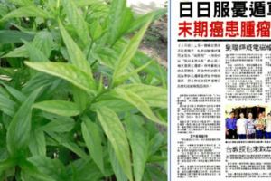 他淋巴癌末期，因化療費貴，而只有1%存活機會，他只能在家吃"草"，複診時醫生竟說他的癌細胞不見了！