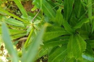 這種小巧玲瓏的草可以吃，有誰知道這種叫什麼草？