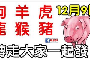 12月9日生肖運勢_狗、羊、虎大吉