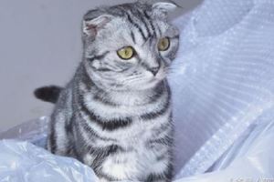 世界上10種最溫順聽話的貓咪，范冰冰家的貓排名第一