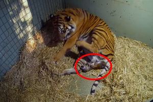 雙胞胎老虎罕見的生產過程全都錄…被虎媽媽流露的母愛感動哭了！