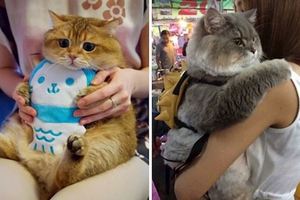 25隻讓大家見證「貓咪真的可以胖到像龍貓一樣」的激萌大胖貓代表！