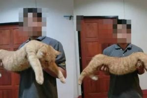 橘貓越養越瘦感到疑惑，難道貓咪生了什麼病？直到他抱起來貓後……