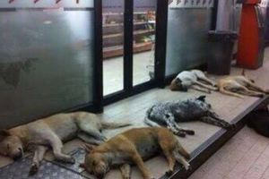 狗狗組團集體到超市門口「躺屍」，旁人湊近一看卻哭笑不得