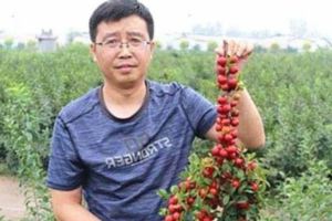 這種東西，稱之為「補鈣之王」，果實具有多重的補鈣奇效，是「補鈣之王」。