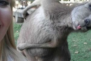 這名女子把袋鼠擺出吐舌頭模樣的自拍照上傳網路後，引起網友們也大肆分享動物的搶鏡照片！2015-05-25