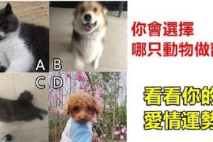 趣味測試：你會選擇哪只動物做寵物，看看你的愛情運勢!!