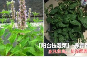 陽台養上1盆「野菜」，除口臭，祛體濕，清新好看還可以當菜吃！