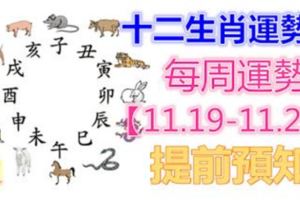 十二生肖運勢：每周運勢【11.19-11.25】提前預知！